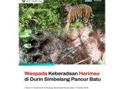Harimau Sumatera Bikin Warga Kutalimbaru Waswas, Jejak Ditemukan di Dua Desa Wisata