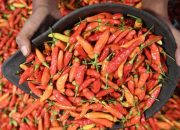 Harga Cabai Rawit Merah Nasional Turun, Tertinggi di Papua Selatan Capai Rp127 Ribu per Kg