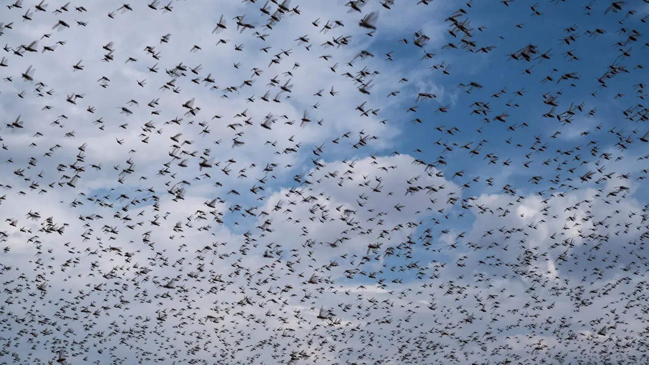 Kawanan belalang gurun terlihat memenuhi area dekat jalan raya di Victoria West Afrika Selatan dalam dokumentasi 12 Februari 2021 Foto Wikus de WetAFP via Getty ImagesGetty Images - NusantaraTopco
